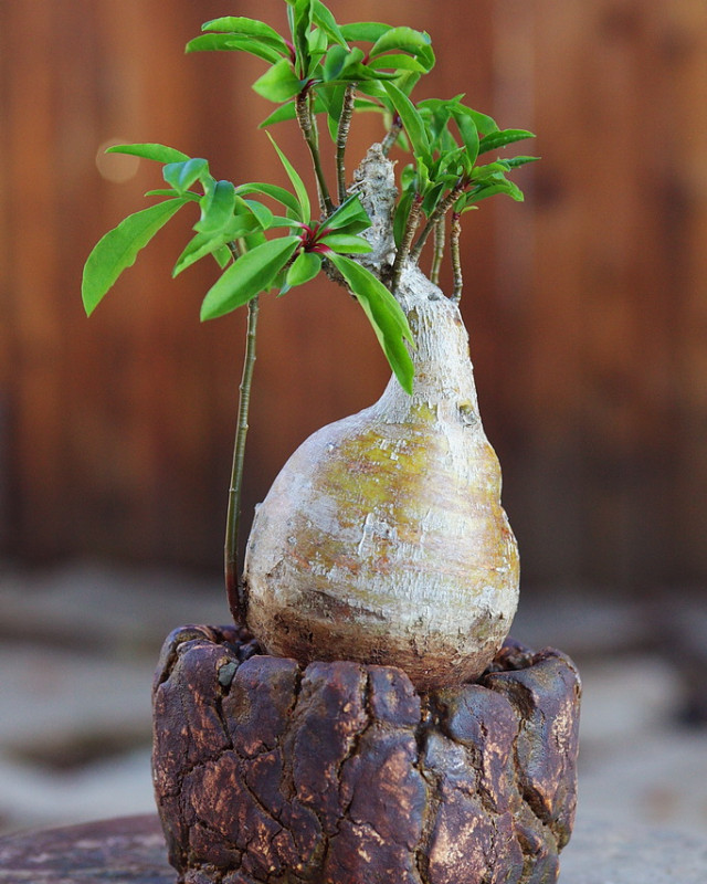 euphorbia-mahabobokensis-