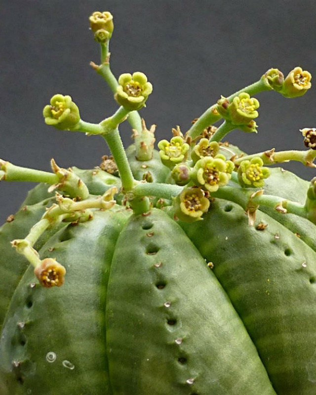 Euphorbia meloformis insukuland