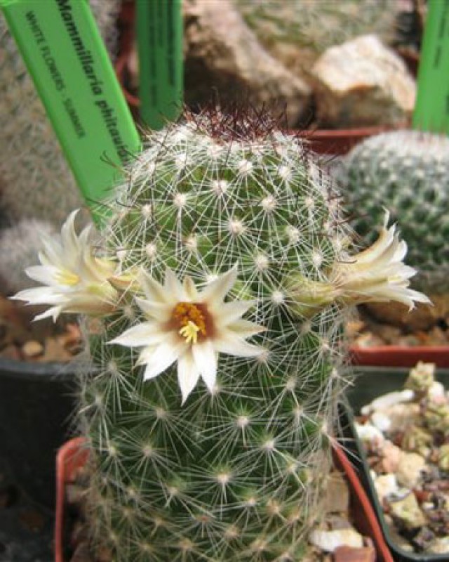 Mammillaria Phitauiana - insukuland