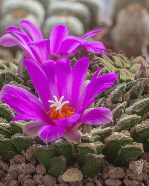 Ariocarpus kotschoubeyanus var. elephantidens