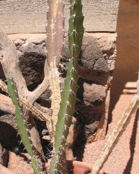 Acanthocereus occidentalis