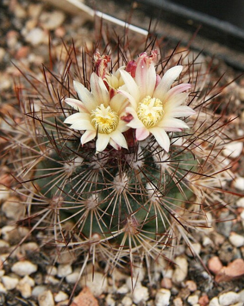 Acharagma aguirreana