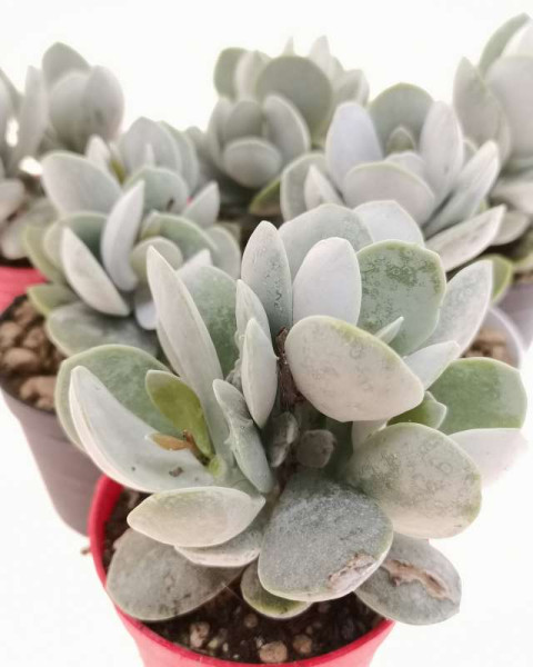 Adromischus leucophyllus