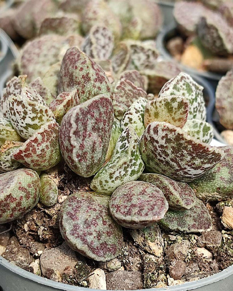 Adromischus marianiae 'Bryan Makin'
