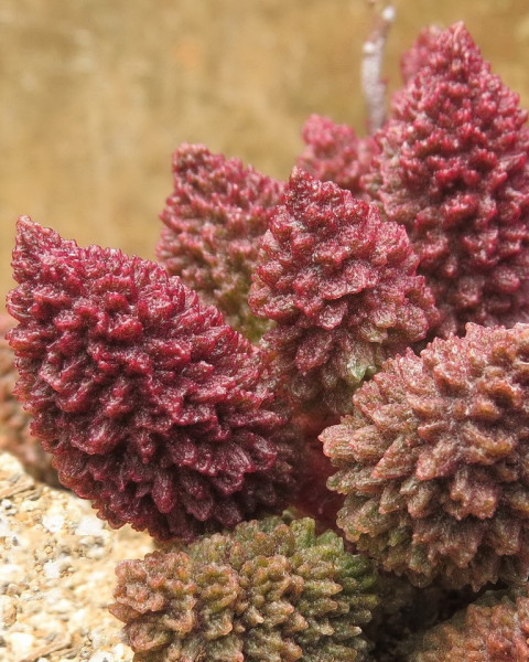 Adromischus marianiae 'Herrei'