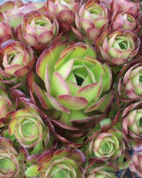 Aeonium 'Blushing Beauty'