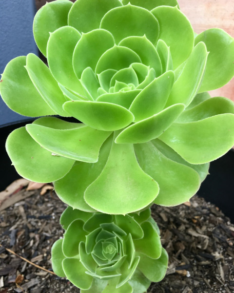 Aeonium canariense
