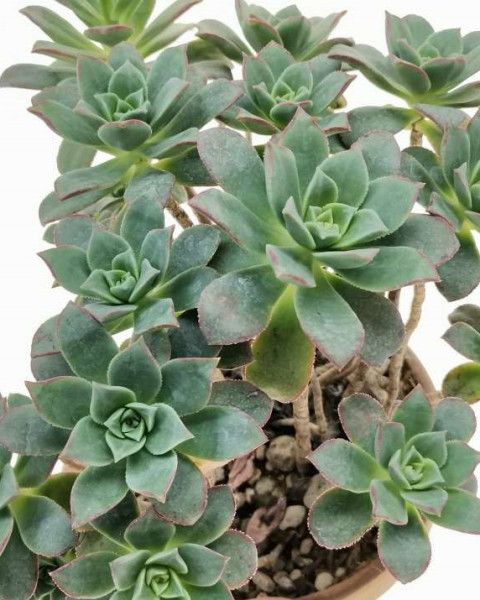 Aeonium decorum