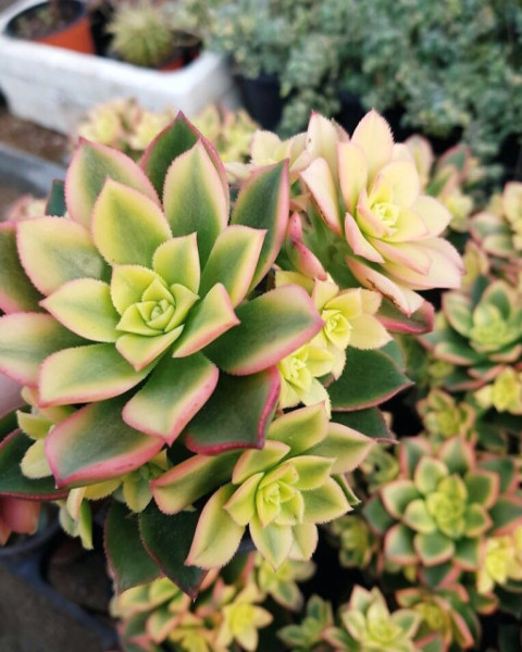 Aeonium decorum f. variegata