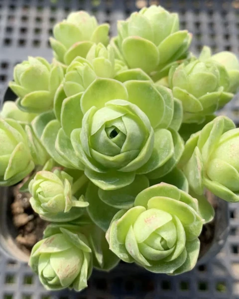 Aeonium dodrantale