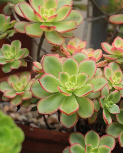 Aeonium haworthii 'Dream Color'
