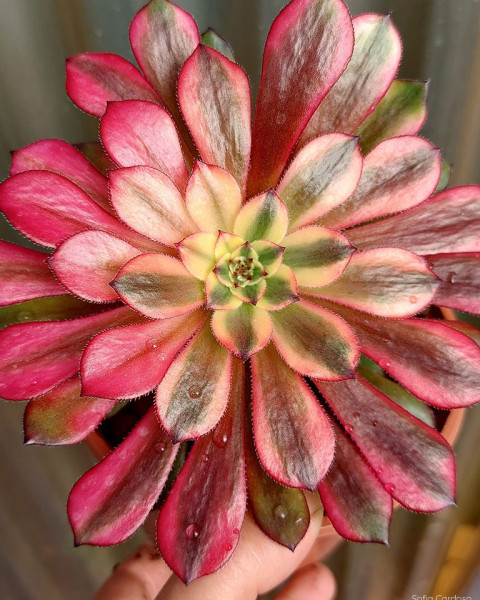 Aeonium 'Venus'