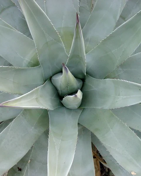 Agave