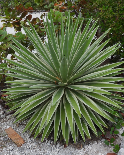 Agave angustifolia