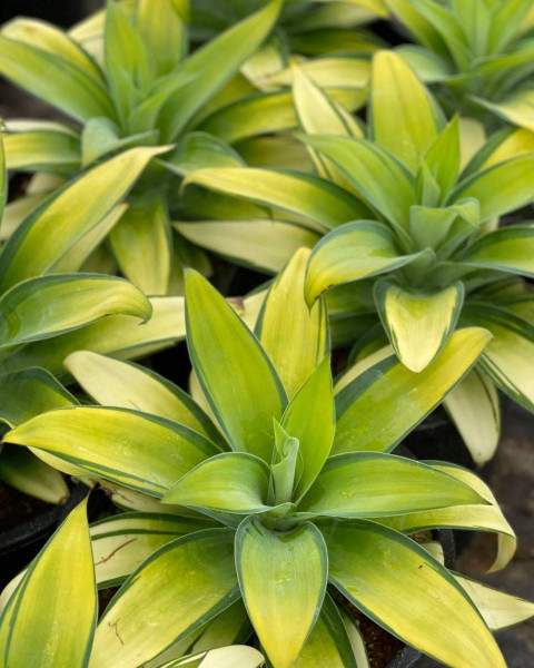 Agave attenuata 'Kara's Stripes'