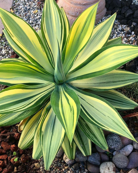 Agave attenuata 'Variegata'