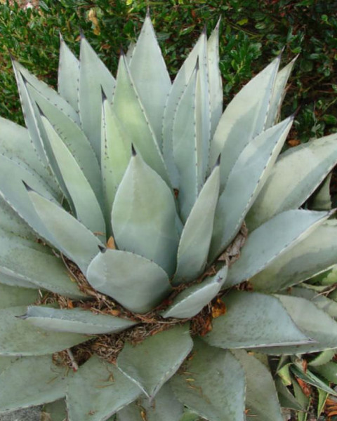 Agave deserti