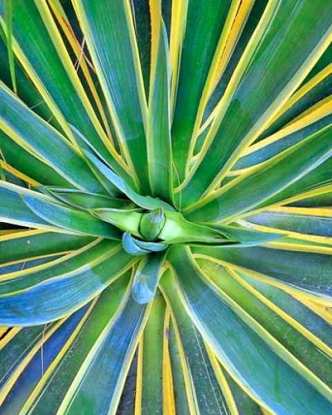 Agave desmetiana 'Variegata'