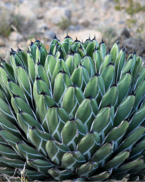 Agave ferdinandi-regis