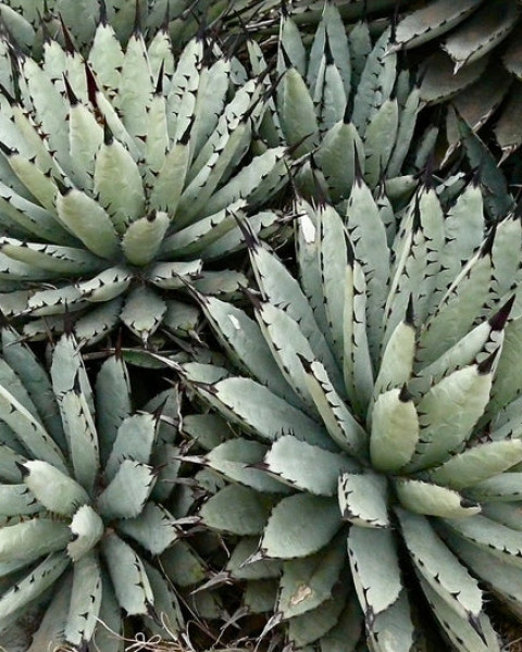 Agave macroacantha