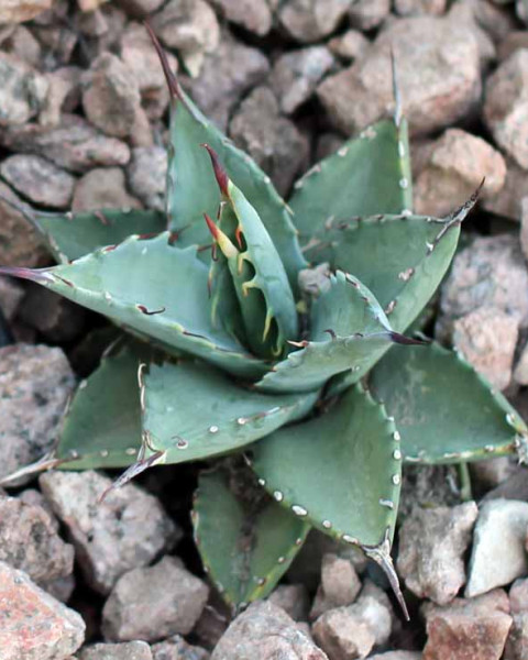 Agave margaritae