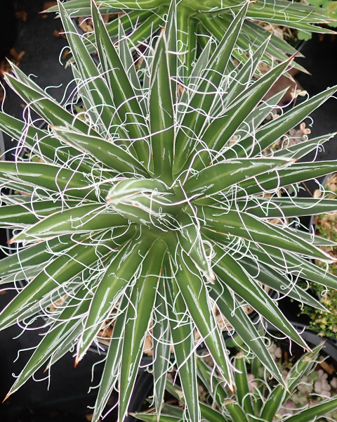 Agave multifilifera