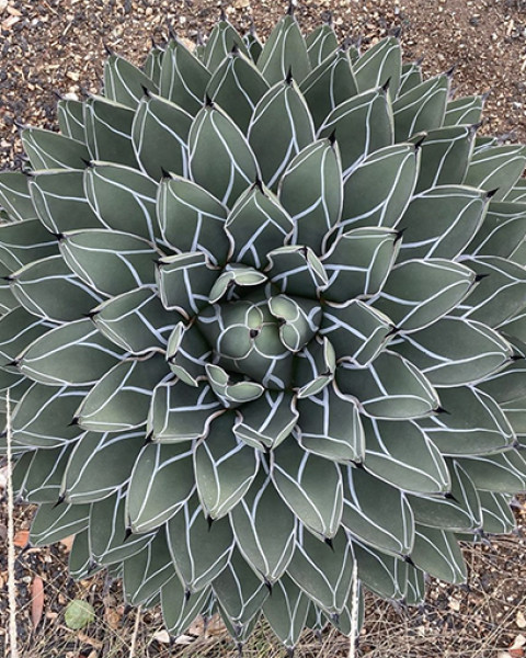 Agave nickelsiae
