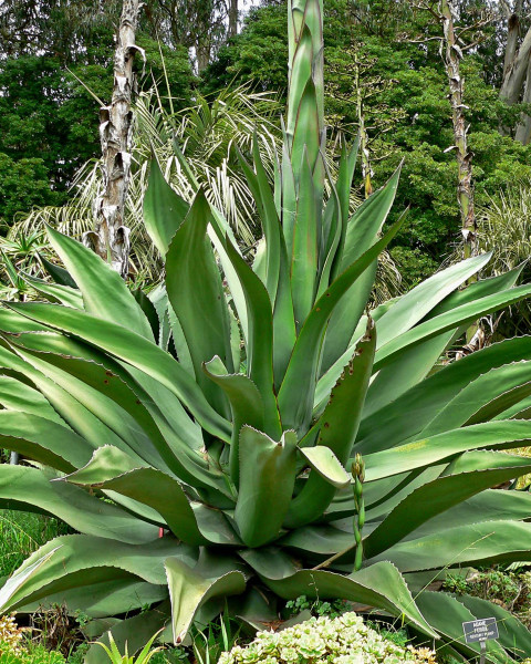 Agave salmiana
