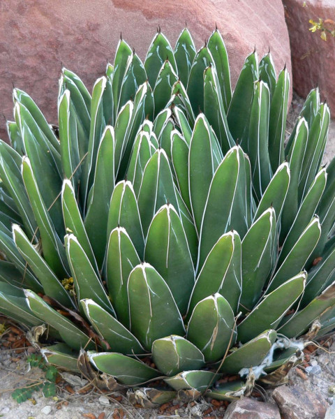 Agave victoriae-reginae