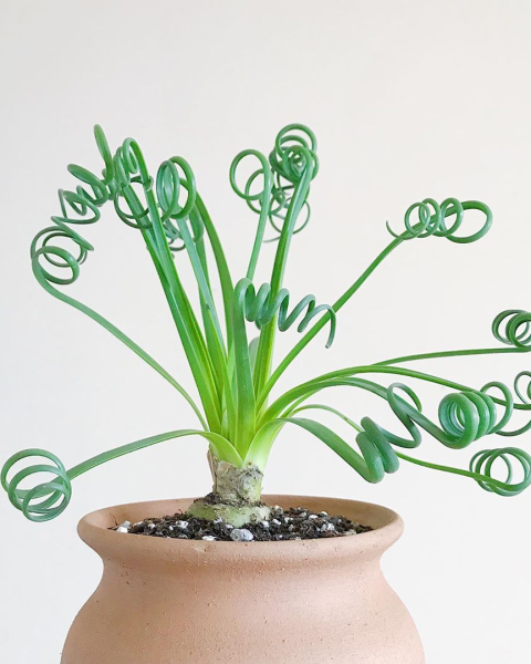Albuca