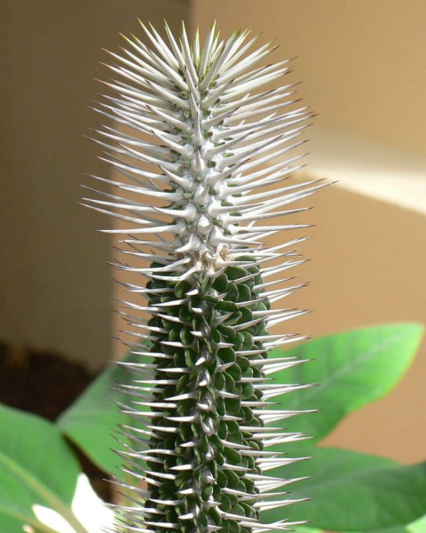 Alluaudia montagnacii