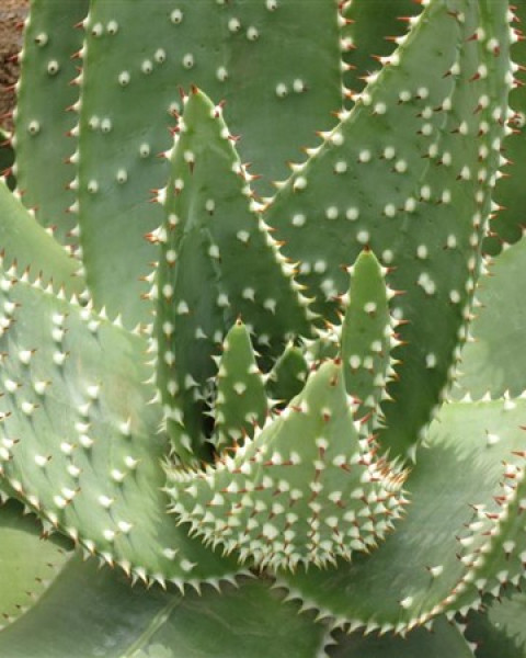 Aloe aculeata