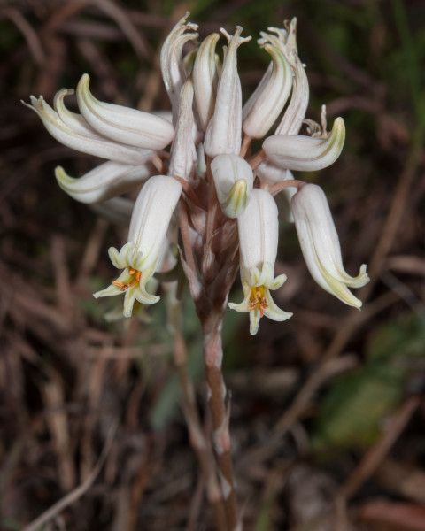 Aloe albida