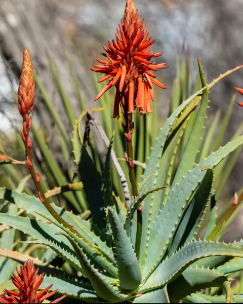Aloe arborescens