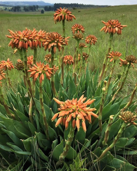 Aloe boylei
