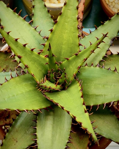Aloe broomii