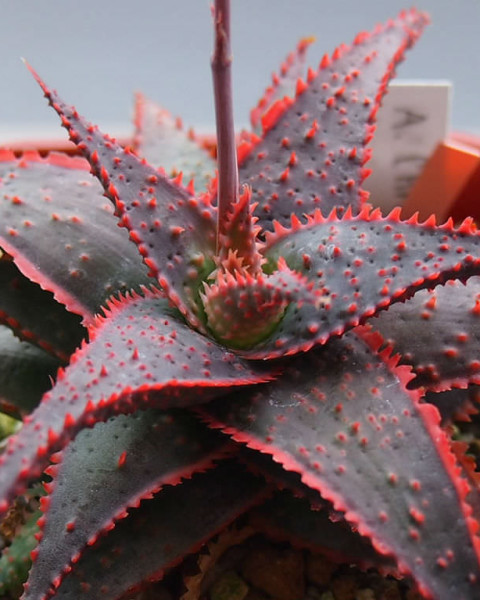 Aloe 'Christmas Carol'