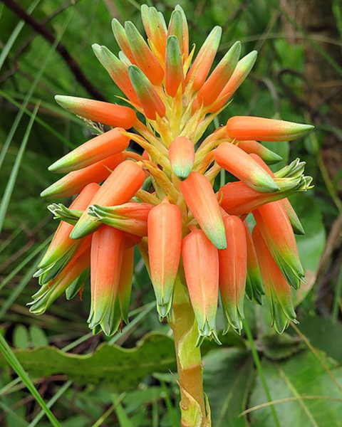 Aloe cooperi