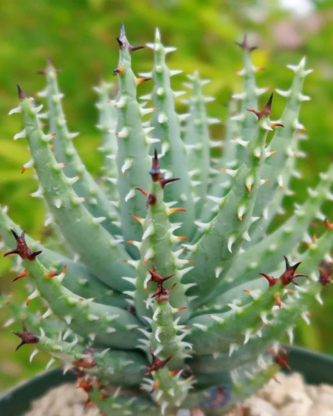 Aloe erinacea