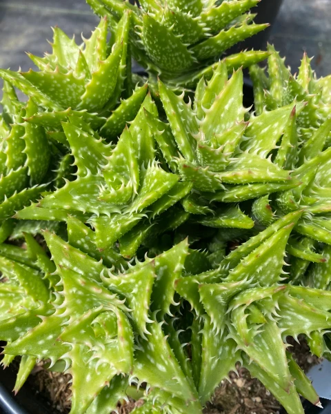 Aloe juvenna