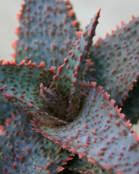 Aloe 'Lavender Star'