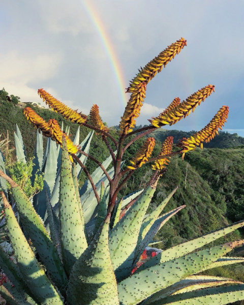 Aloe marlothii