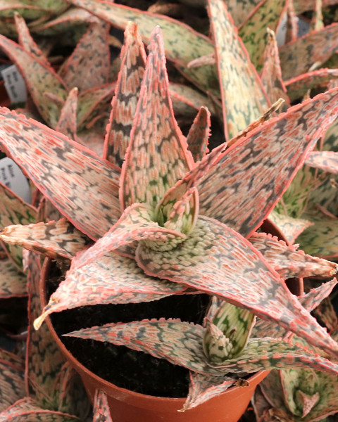 Aloe 'Pink Blush'