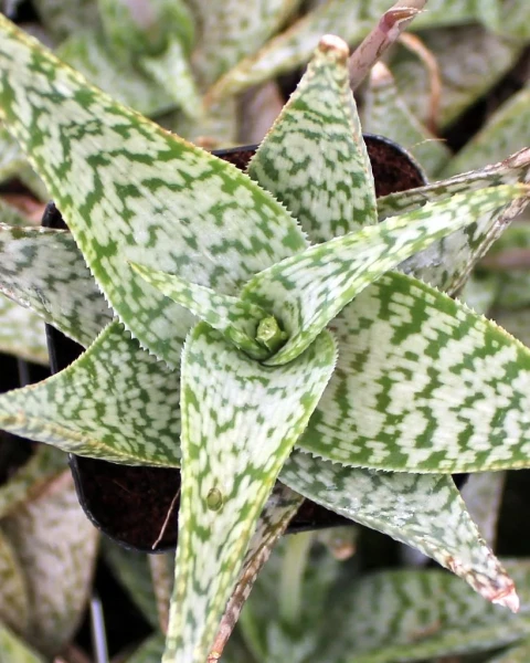 Aloe 'White Beauty'