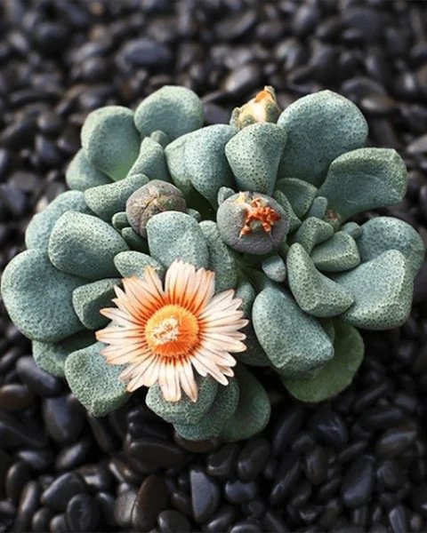 Aloinopsis