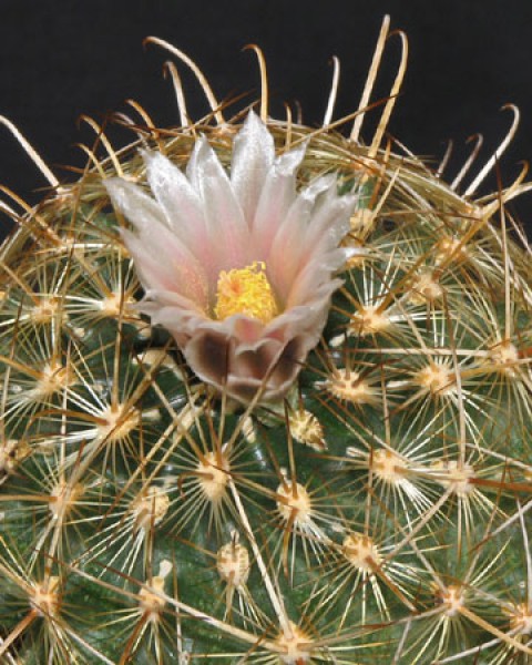 Ancistrocactus