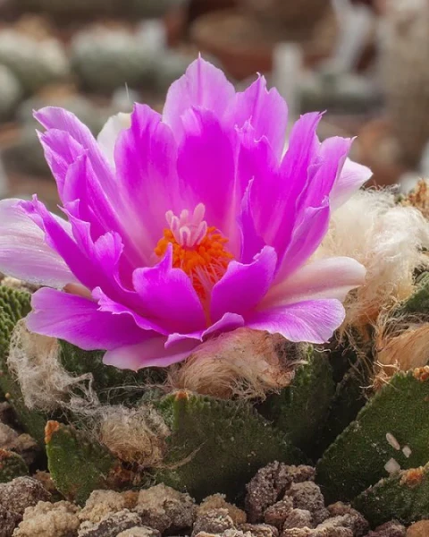 Ariocarpus bravoanus