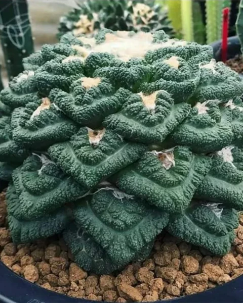Ariocarpus fissuratus 'Godzilla'