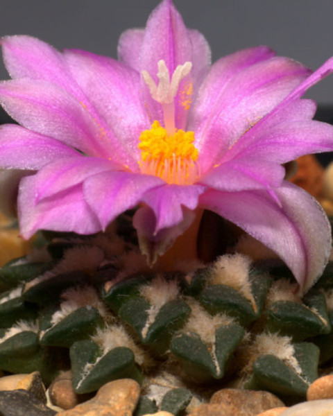 Ariocarpus kotschoubeyanus