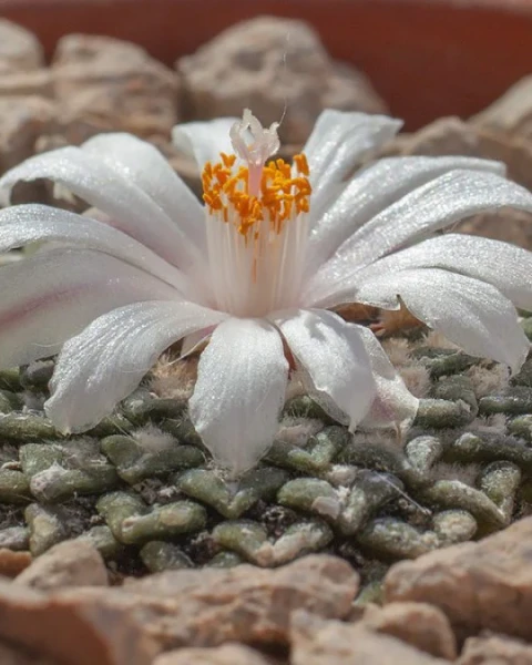 Ariocarpus kotschoubeyanus var. albiflorus